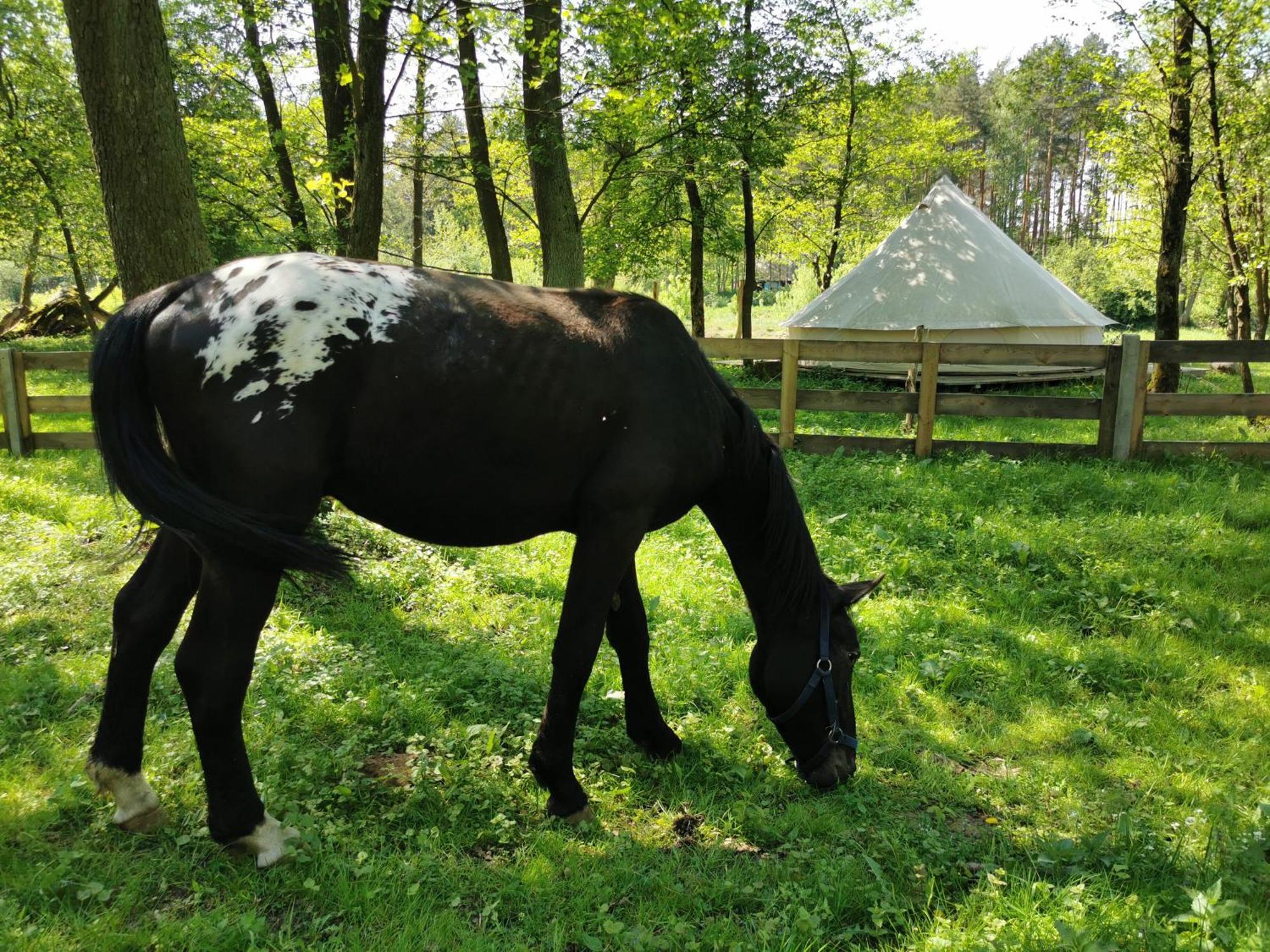 Glamping Kaliska Hotel วอคอฟ ภายนอก รูปภาพ